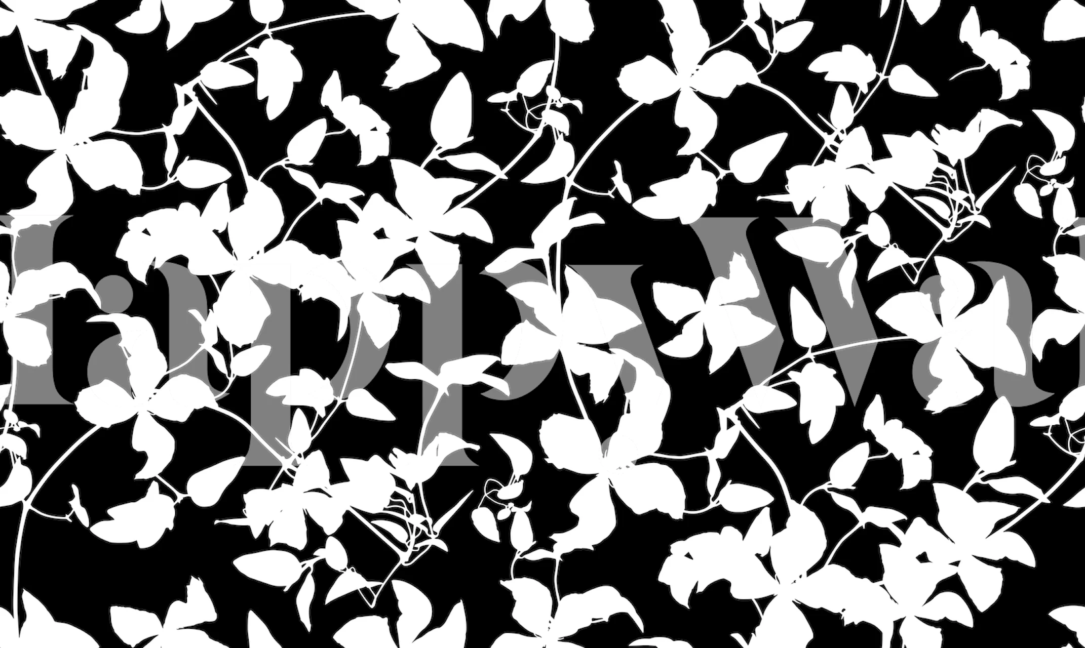 Black background with white clematis flowers and leaves wallpaper