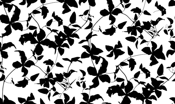 Clematis Flower Silhouette II