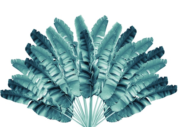 Traveler Tree Dream 1