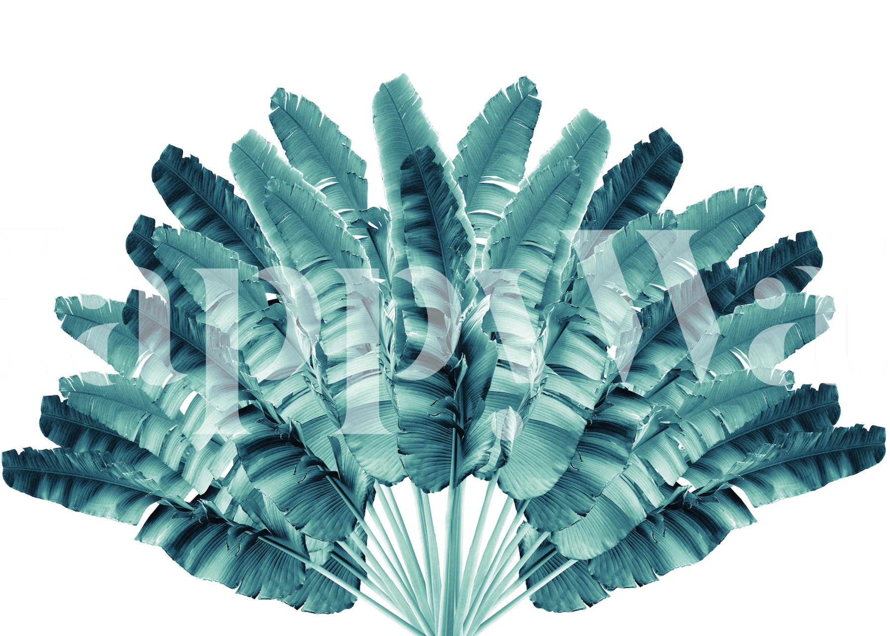 Tropical leaves in teal color on white background wallpaper