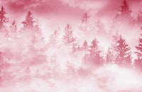 Viva Magenta Forest Dream 1 papiers peint