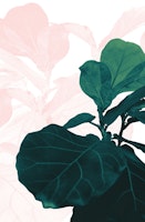 Blush Green Fiddle Leaf 1 wallpaper