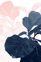 Blush Blue Fiddle Leaf Dream 1 wallpaper