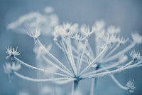 Winter Nature Impression behang