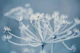 Winter Nature Impression