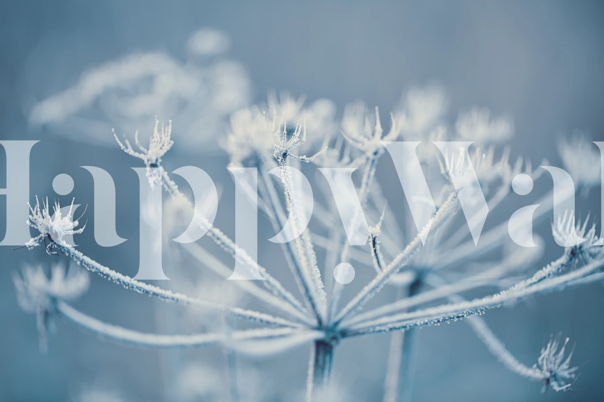 Frosted winter flowers with icy blue tones wallpaper