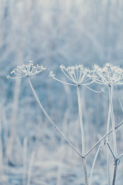 Τοιχογραφία
