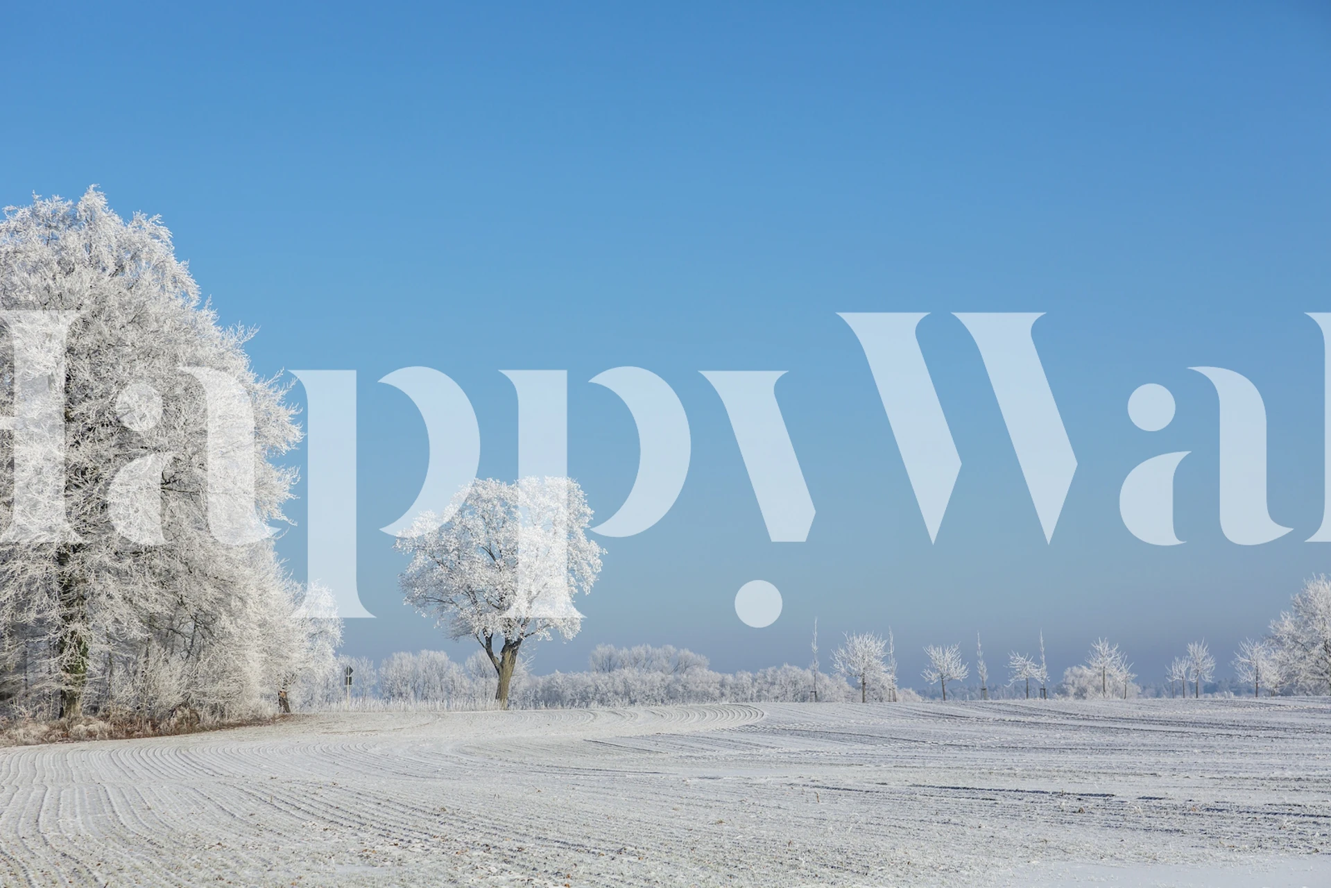 Frosted trees against a clear blue sky wallpaper