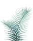 Intertwined Palm Leaves 3