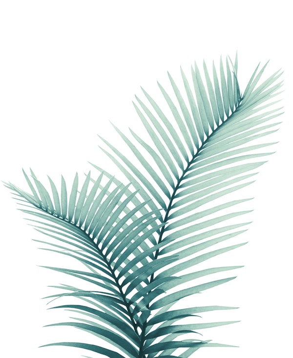 Intertwined Palm Leaves 3