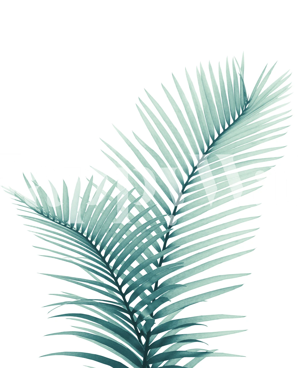 Tropical palm leaves against a white background wallpaper