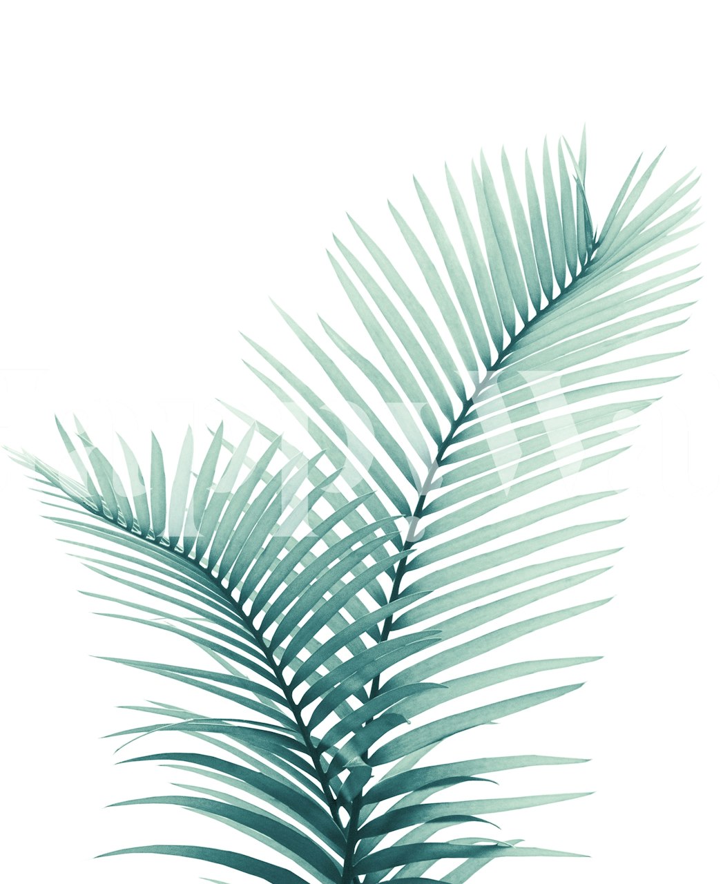 Papier peint Intertwined Palm Leaves dans une pièce