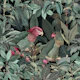 Parrots Green Jungle Paradise
