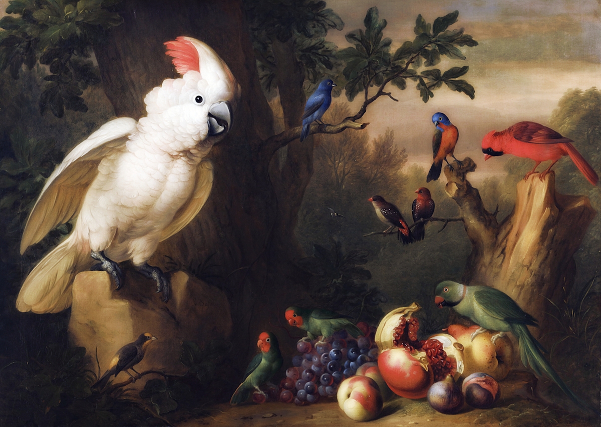 parrots