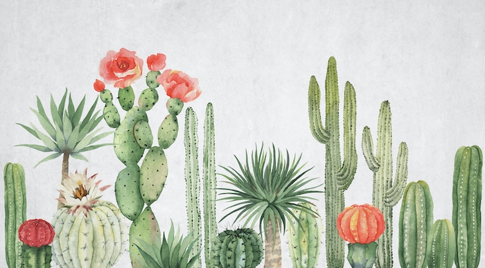 cactus wallpaper for a desert aesthetic