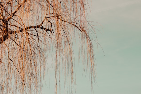 Tree Willow Branches