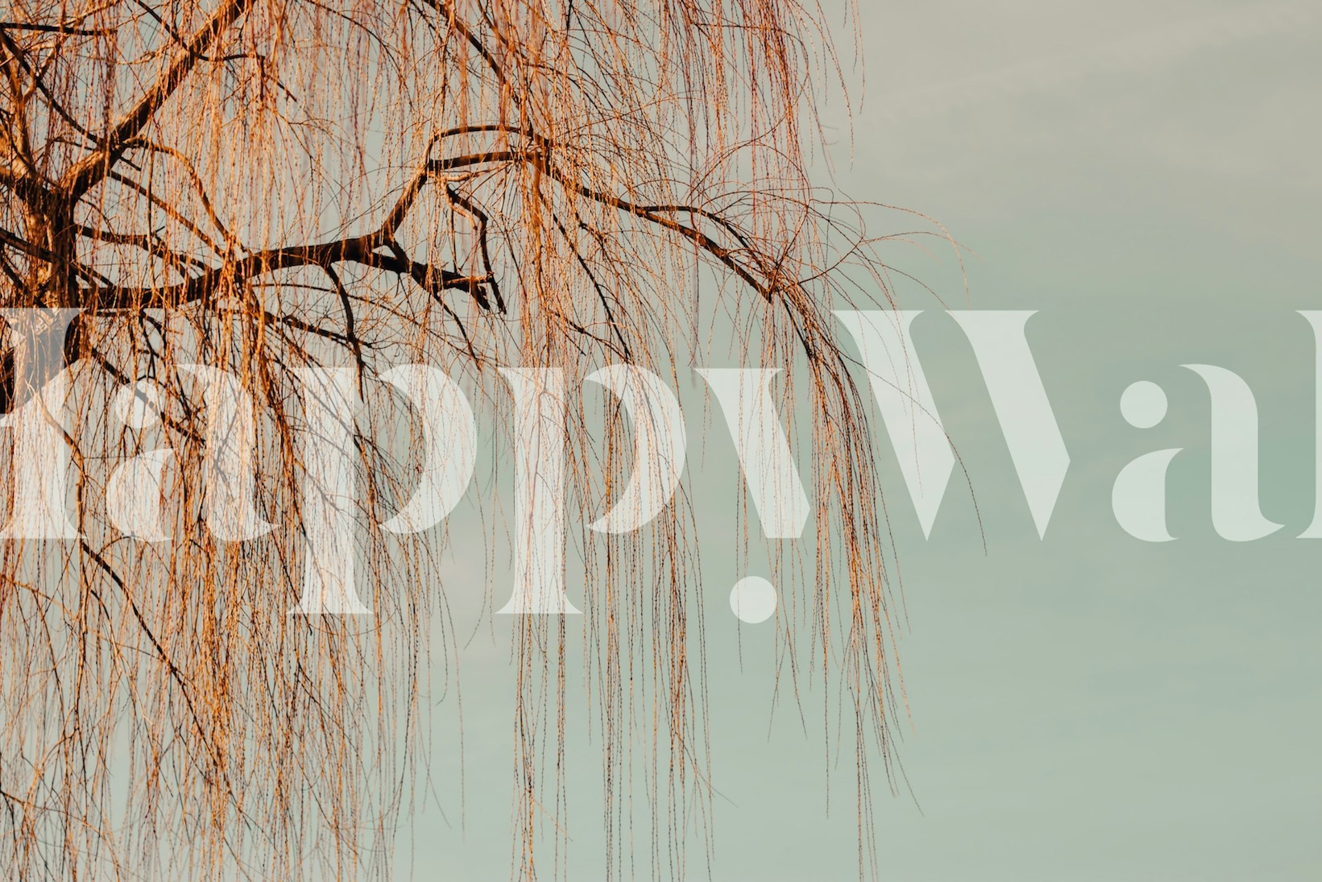 Beautiful Willow Tree Wallpaper | Happywall