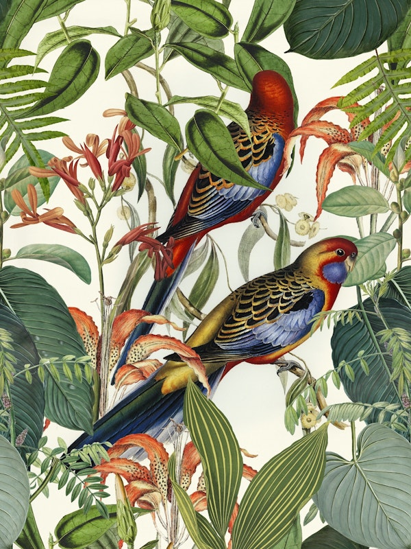 Tropical Parakeet Paradise