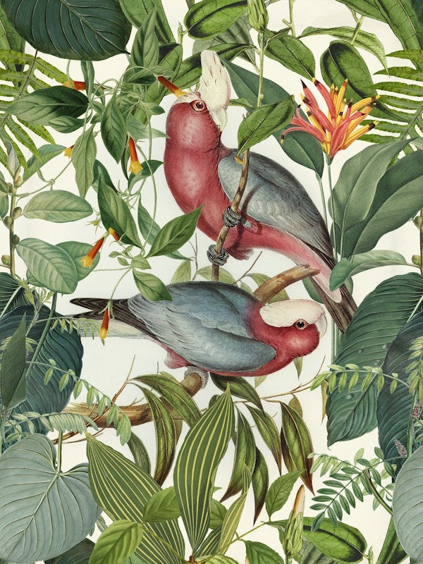 Tropical Cockatoos Paradise
