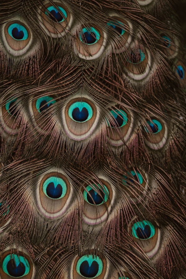 Peacock Feathers Abstract