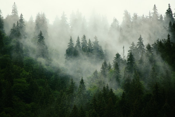 Misty forest green