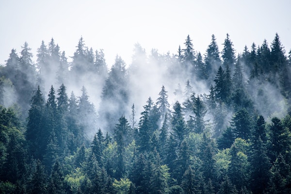 Misty foggy forest