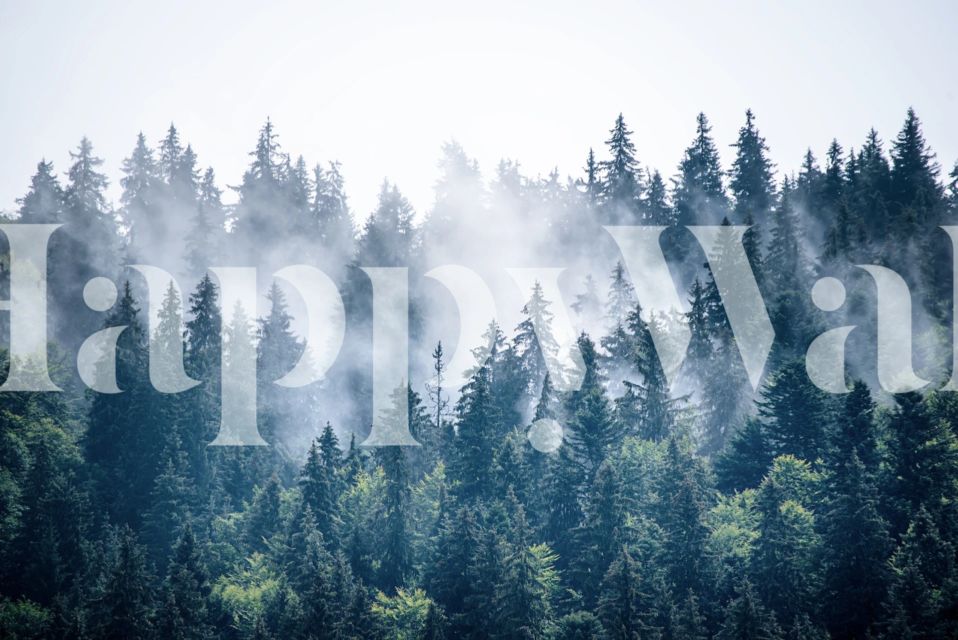 Misty foggy forest tapet til indretning