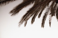 Dreamy Palms 1 wallpaper