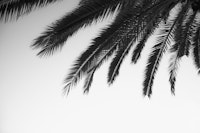 Dreamy Palms 2 wallpaper