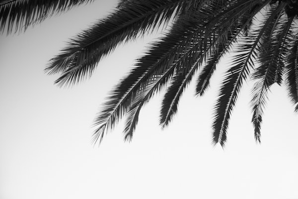 Dreamy Palms 2