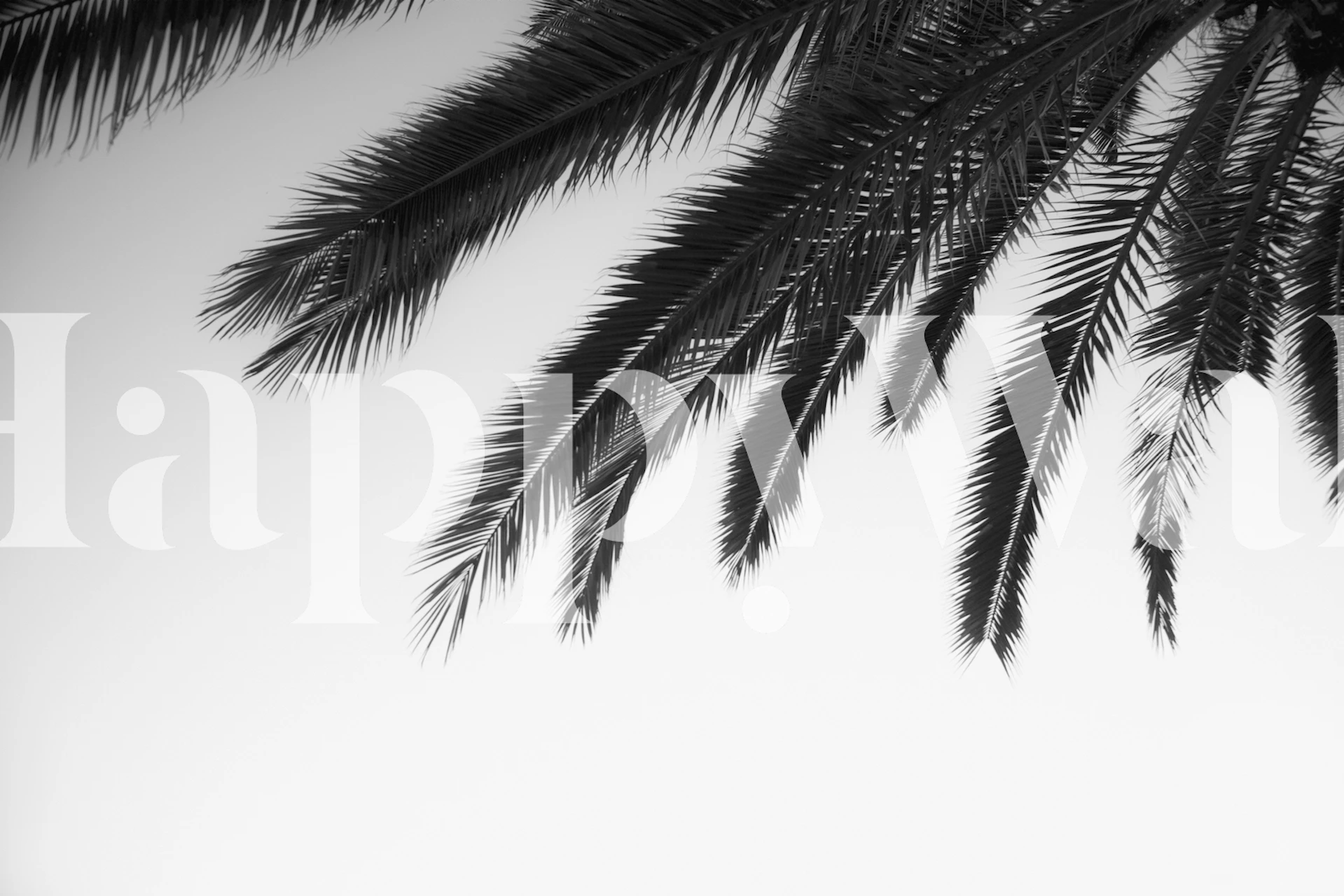 Black and white palm leaf wallpaper showing lush foliage
