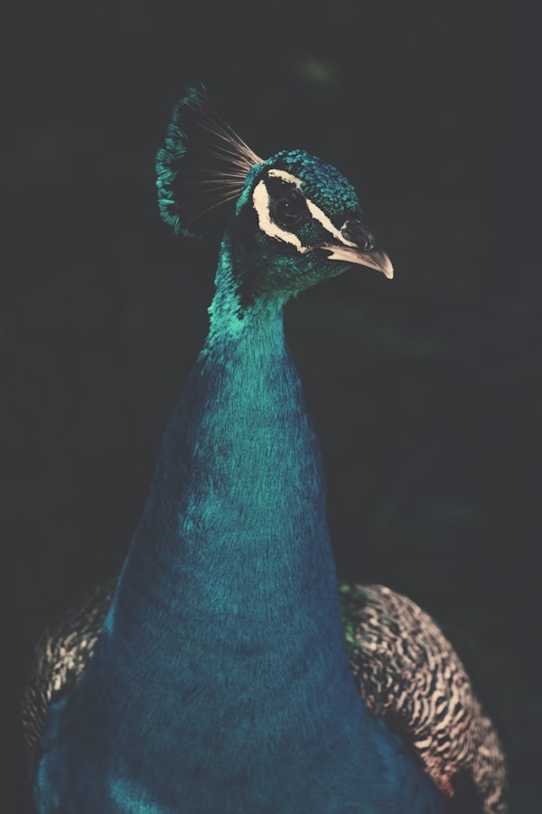 Peacock and Proud