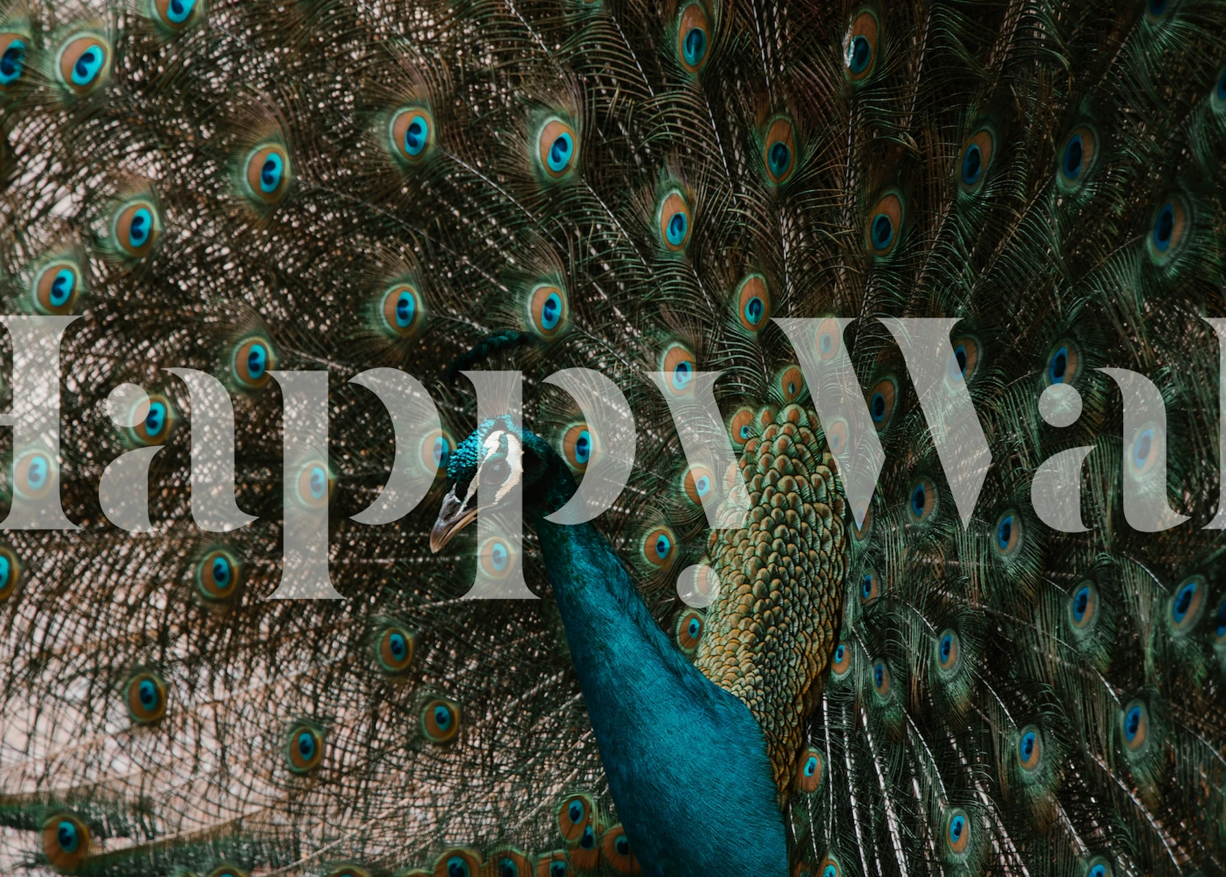 Fototapeta Paw z pełnym upierzeniem na happywall.com