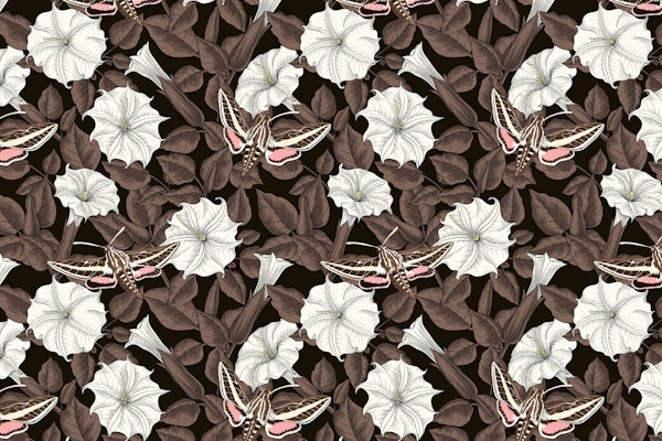 Moonflowers and sphinx moths 2