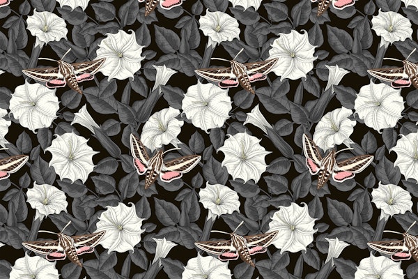 Moonflowers and sphinx moths 3