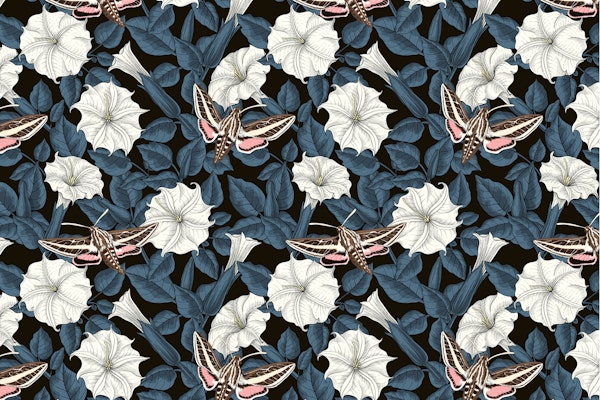 Moonflowers and sphinx moths 4