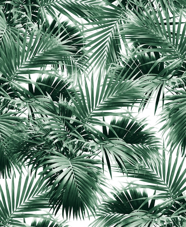 Tropical Palm Leaf Jungle 1