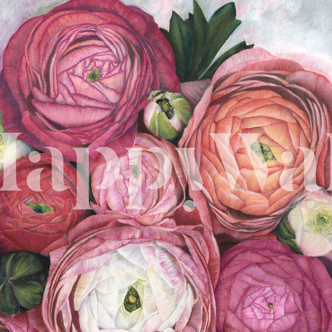 Pink floral ranunculus flowers wallpaper