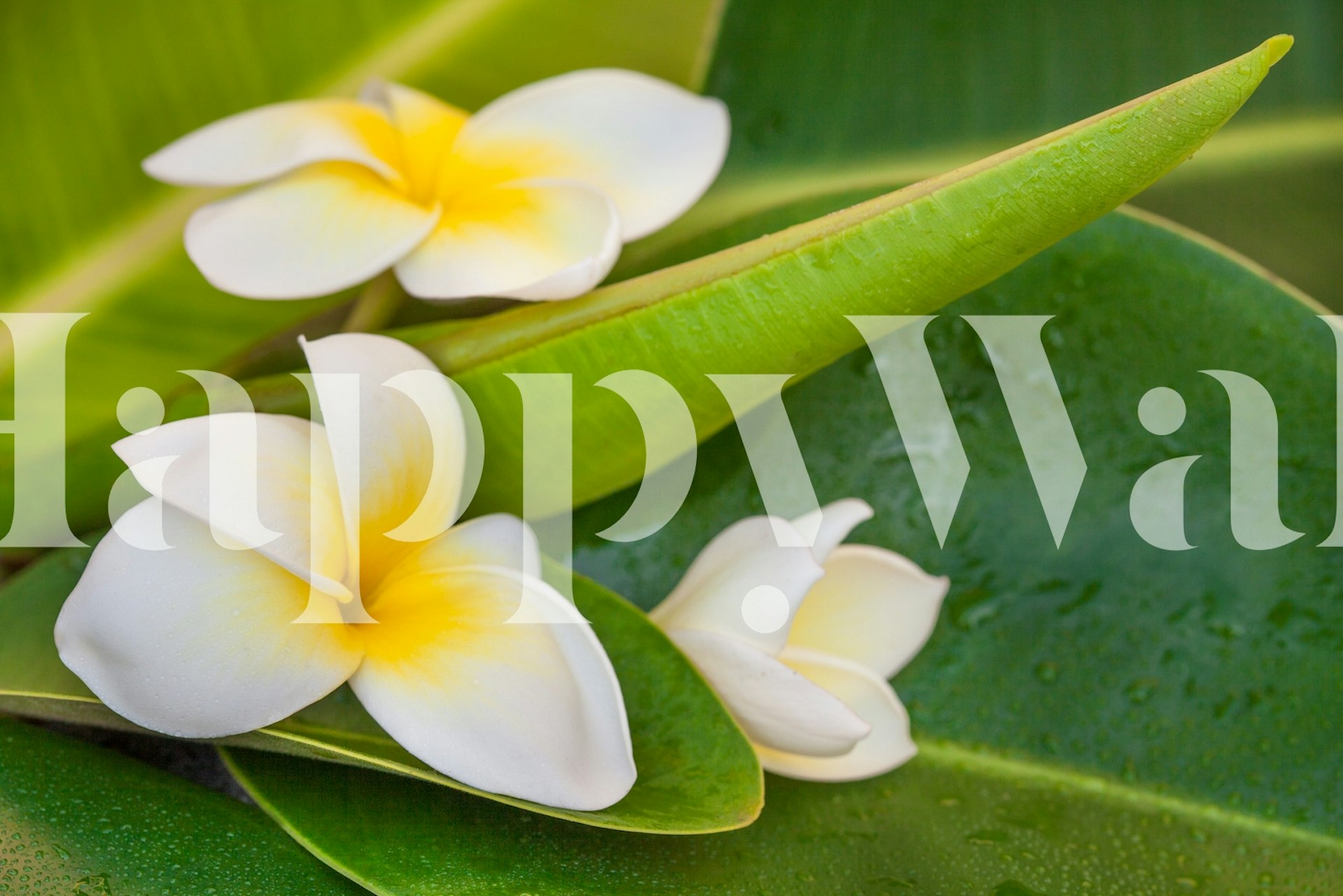 Exotic frangipani flowers on green leaves