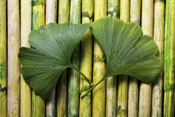 Green Gingko Leaf On Bamboo
