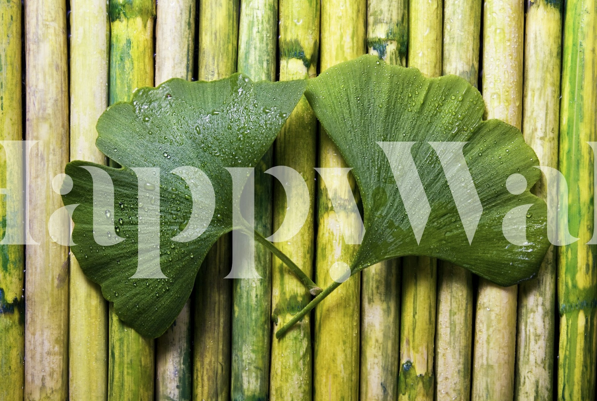Green ginkgo leaves with droplets on bamboo background wallpaper