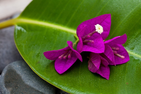 Zen Style Bougainvillea