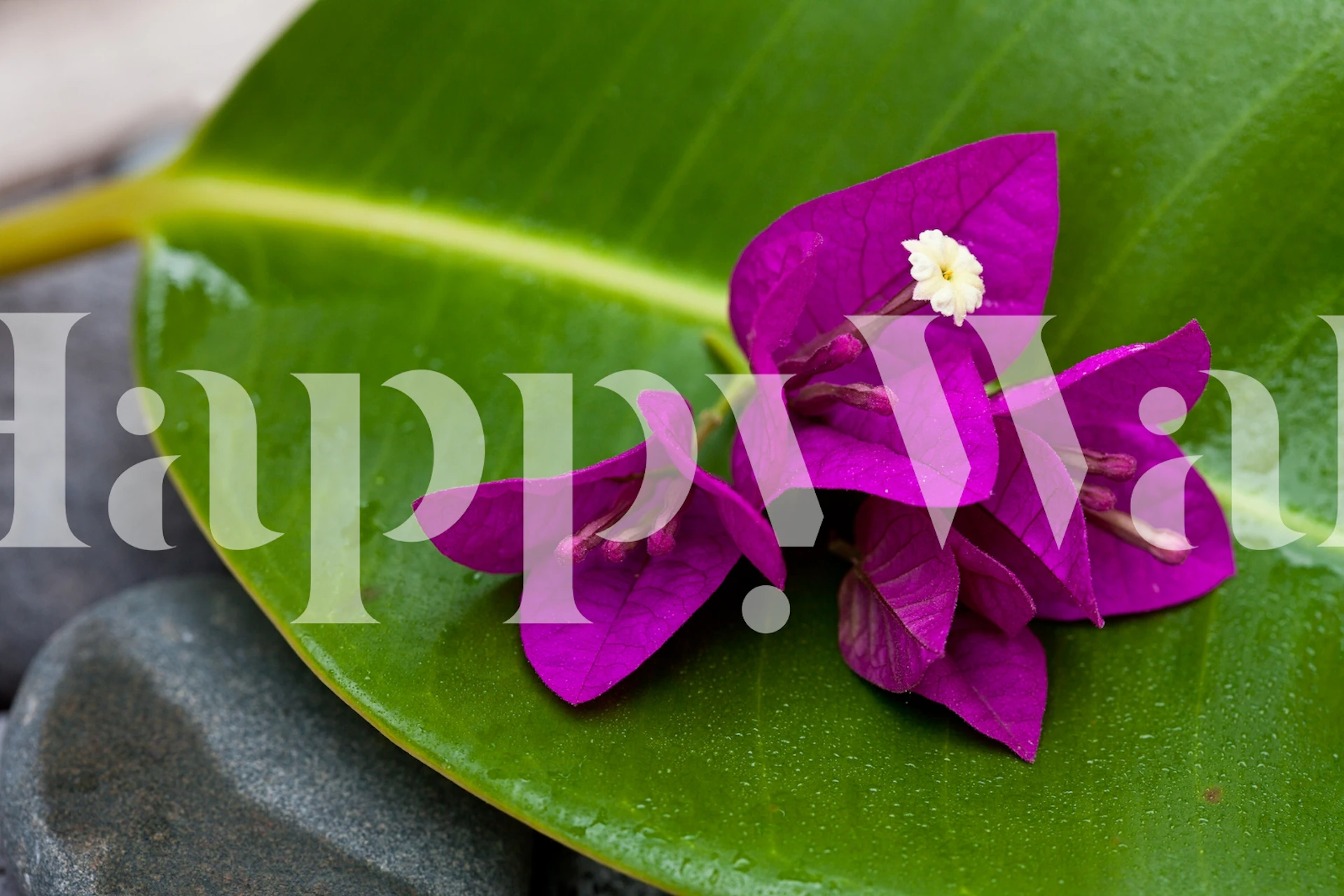 Purple bougainvillea flowers on a green leaf wallpaper