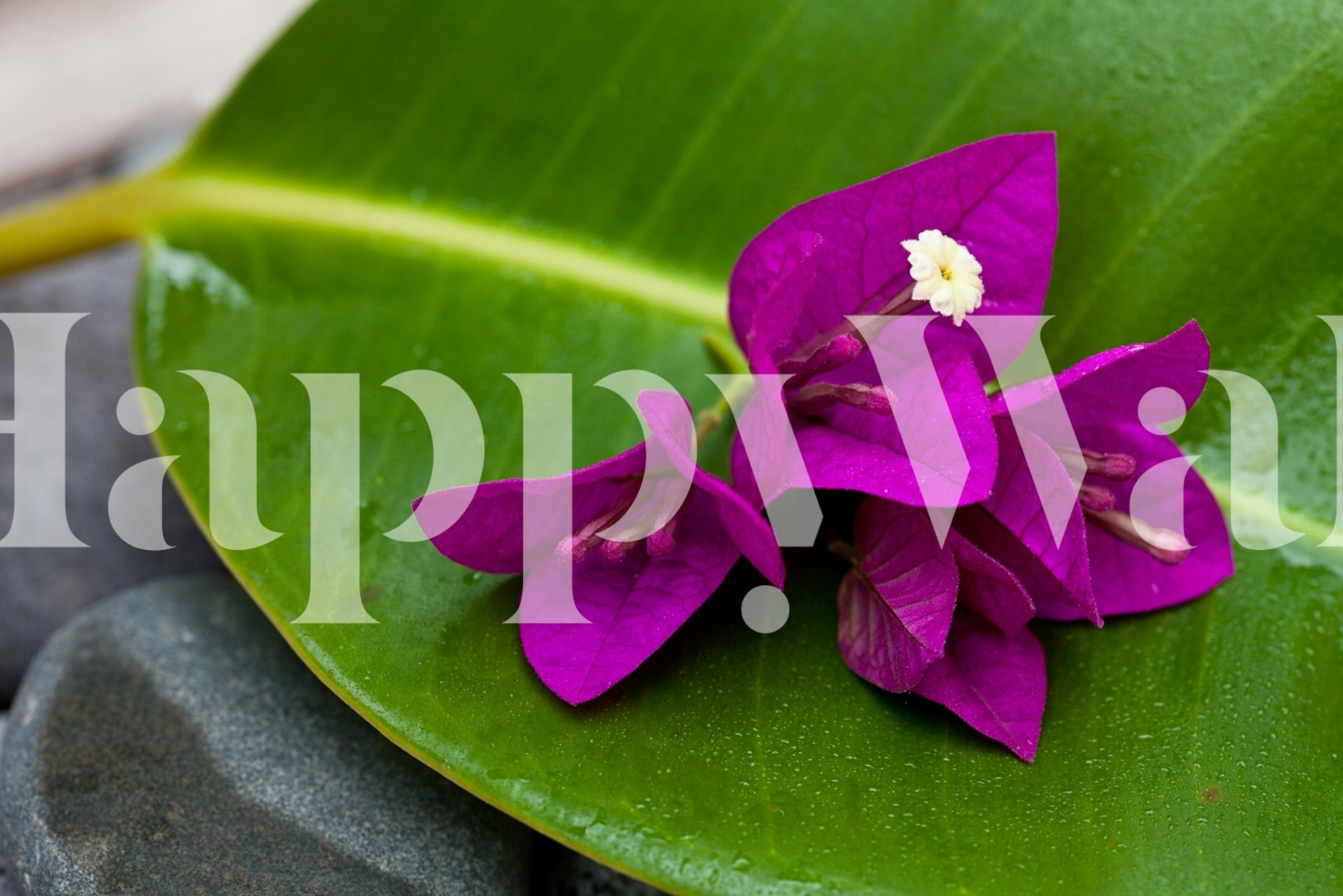 Purple bougainvillea flowers on a green leaf wallpaper