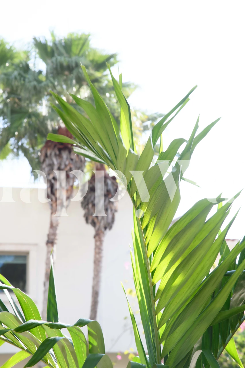 Papier peint Palm Leaf Trees 1 avec des palmiers imposants et un feuillage vert vif