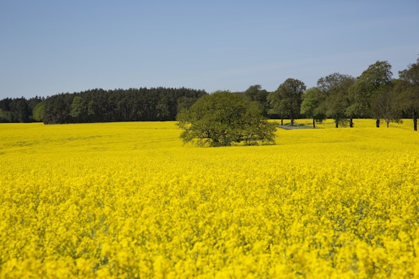Yellow Blooming Rapeseed Field