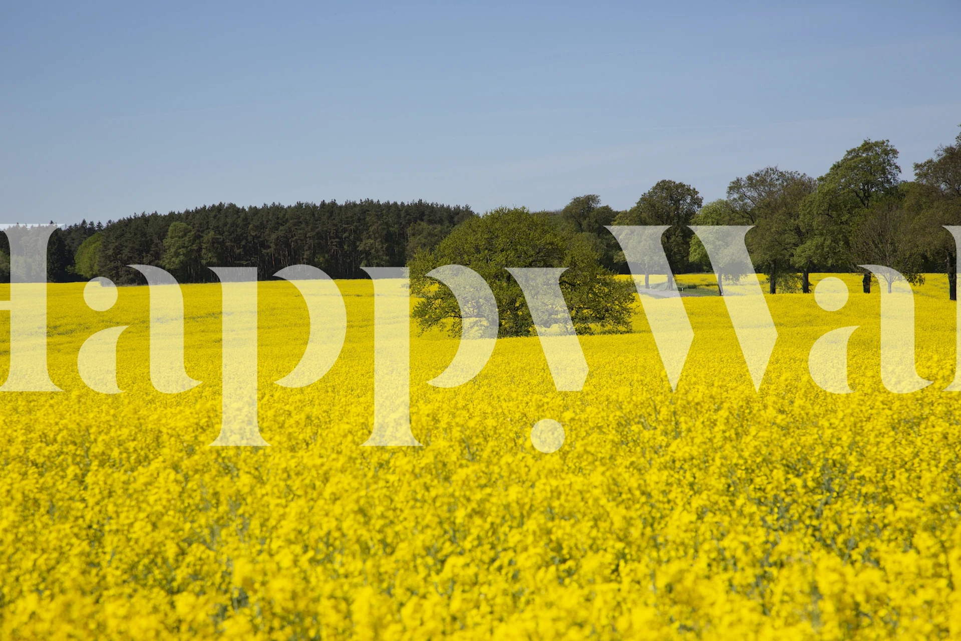 Yellow rapeseed field wallpaper in a room