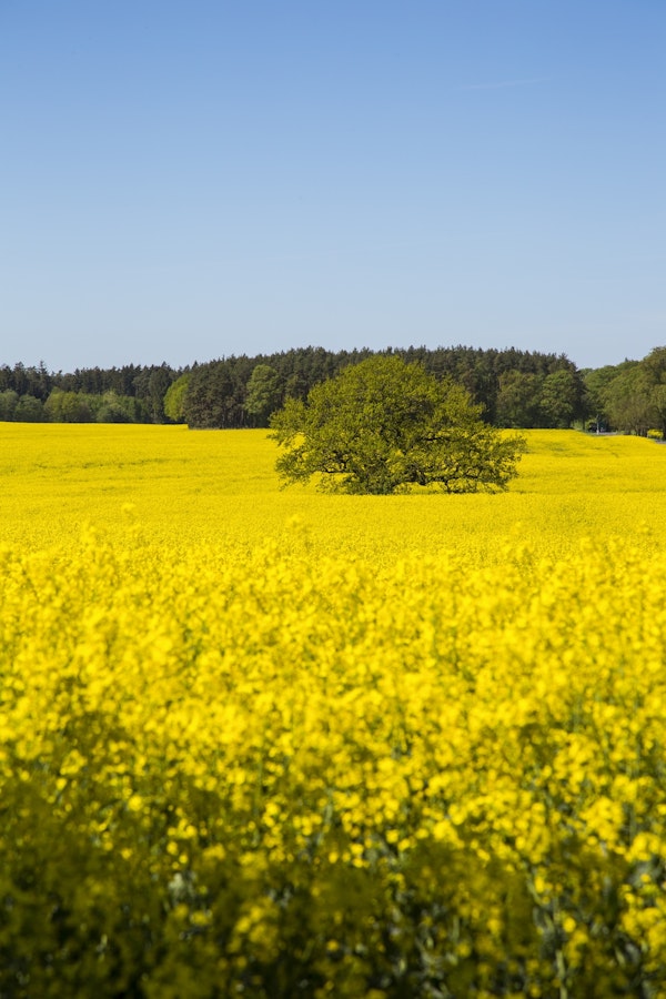 Yellow Rapeseed Field And Tree