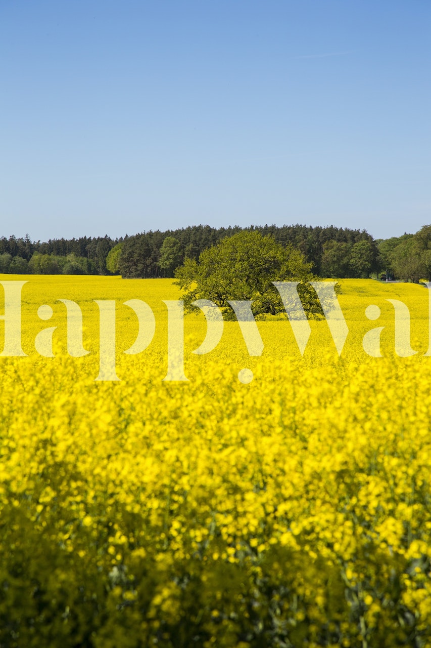 Yellow rapeseed field and tree under a blue sky wallpaper