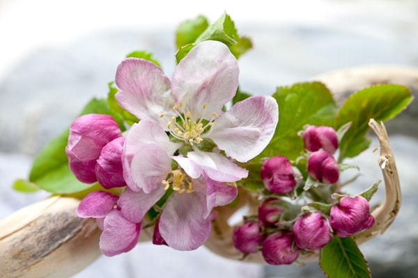 Apple Blossom Close-up